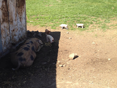 Questions to Ask a Hog Farmer