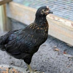 The Reality of Owning Chickens