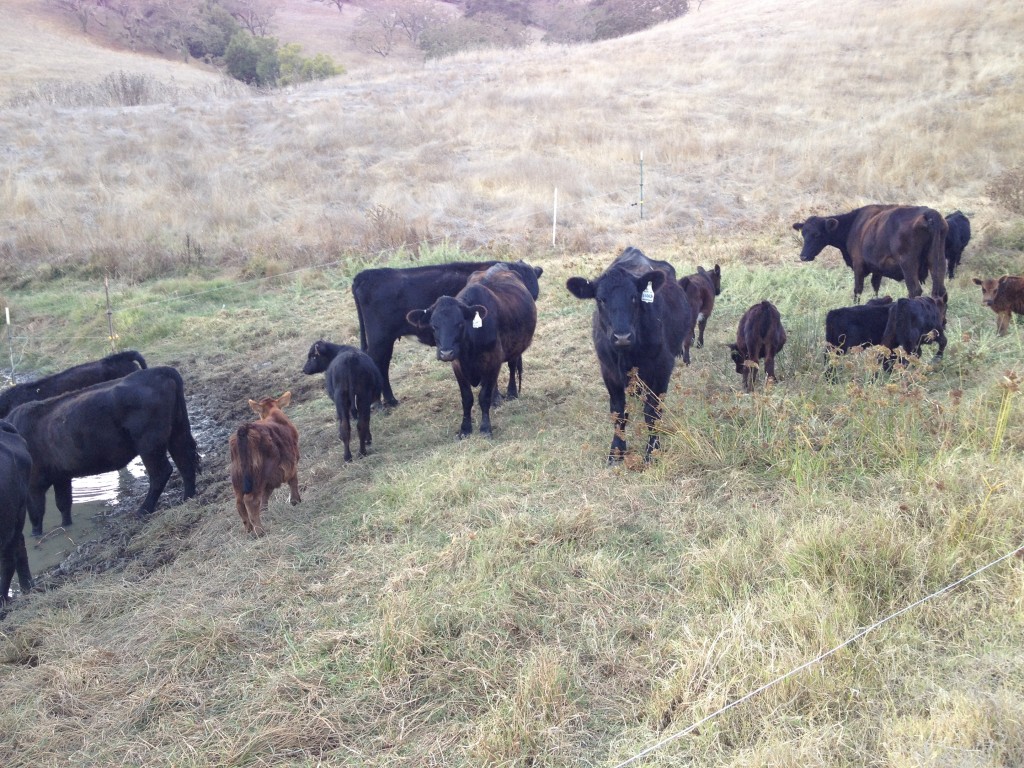 grass-fed is not what you assume