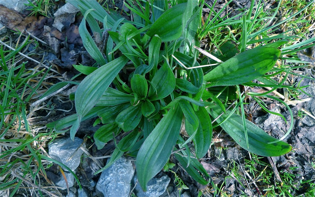 Plantain grows close to the ground and is characterized by a ribbed appearance.  The species defines the size of the leaves.  In PA they often look like this or flat and broad.