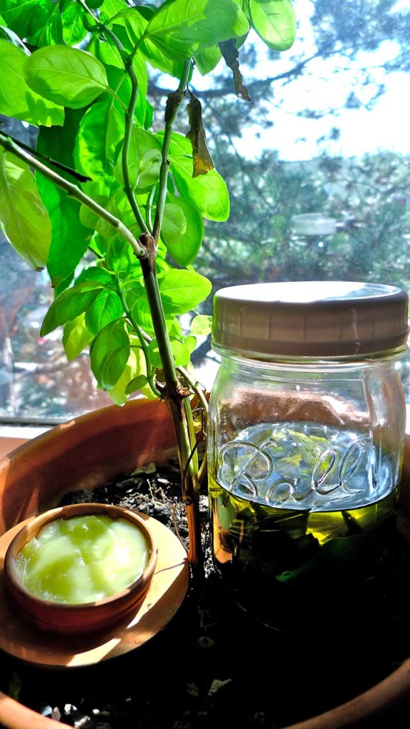 Plantain oil and salve in a compatible environment.