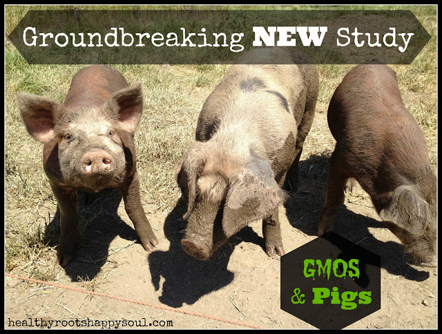 Groundbreaking NEW Study On GMO’s and Pigs!
