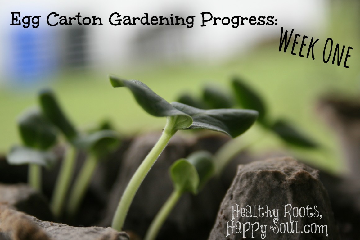 Egg Carton Gardening Progress: Week One
