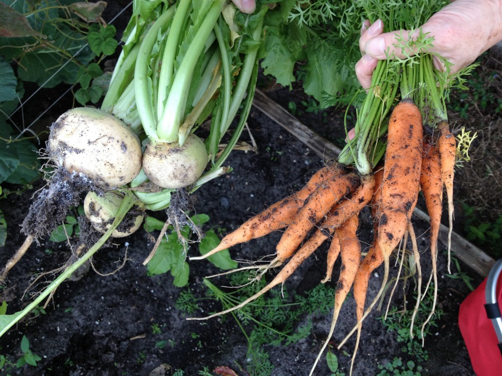Homegrown turnips and carrots