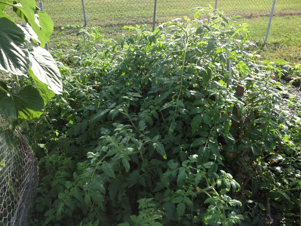 Tomato plants!