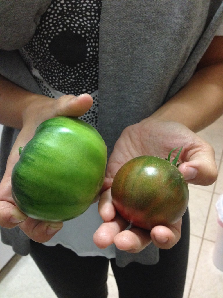 My very first tomatoes!
