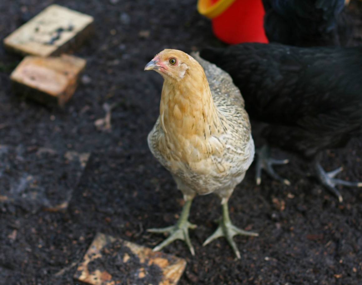 The Thing About Chickens… and Life