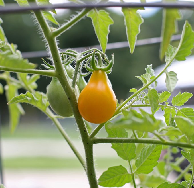 Confessions of the “Two-Tomato” Wannabe Farmer