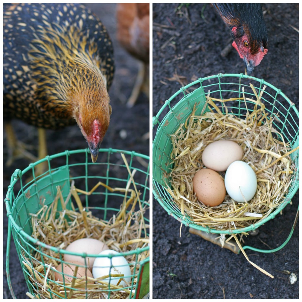 Does raising backyard chickens mean you get free eggs? When you tally up all the expenses, you'll quickly realize there is no such thing as a free egg.