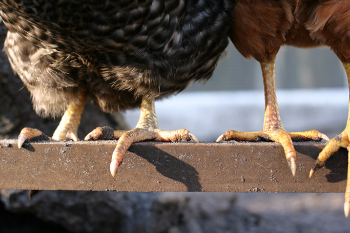 Raising Backyard Chickens in an Urban Setting is Hard Work