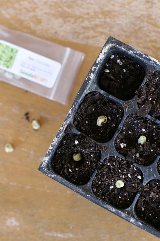 Looking for a good seed company to support that has no affiliation with Monsanto & cares about seed preservation? Find out how to source non-GMO seeds here
