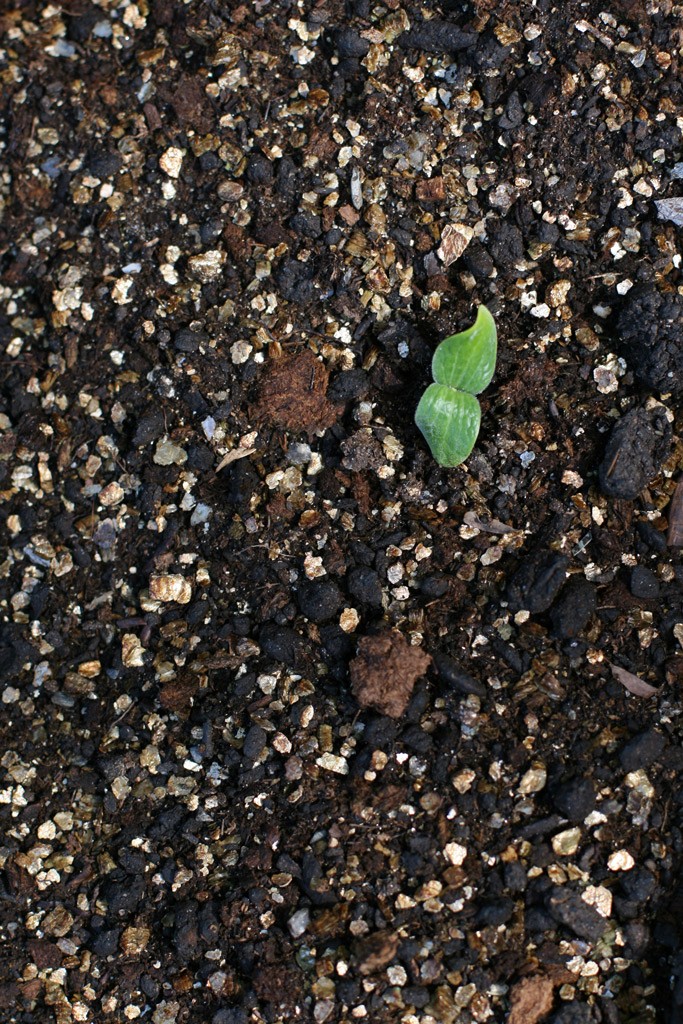 Looking for a good seed company to support that has no affiliation with Monsanto & cares about seed preservation? Find out how to source non-GMO seeds here