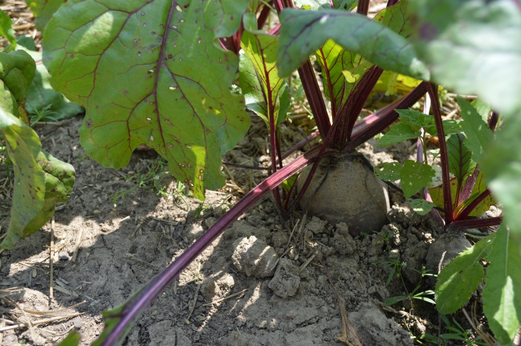 Succession planting is a great way take advantage of your garden space and to ensure the largest produce yields possible. Learn more about it here.