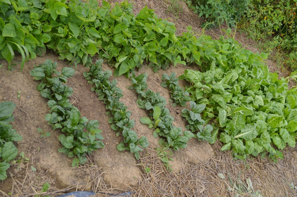 Succession planting is a great way take advantage of your garden space and to ensure the largest produce yields possible. Learn more about it here.
