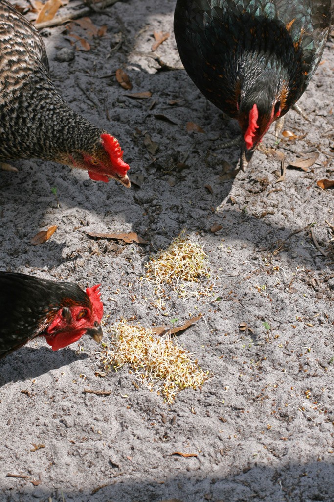 I'm on a constant mission to save money while raising the best eggs possible. Growing sprouts as treats for chickens is a great way for a cheap, healthy snack.