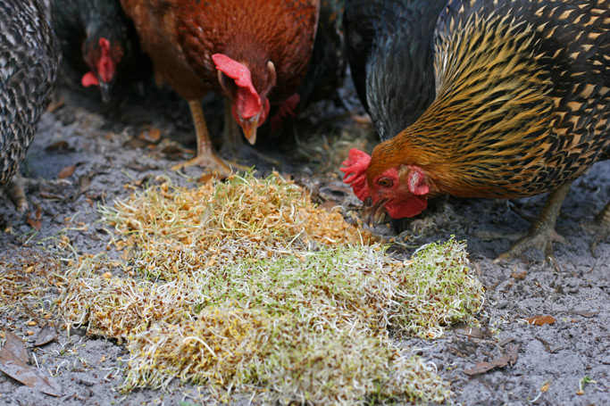 growing-sprouts-as-treats-for-chickens-horizontal-naturally-loriel