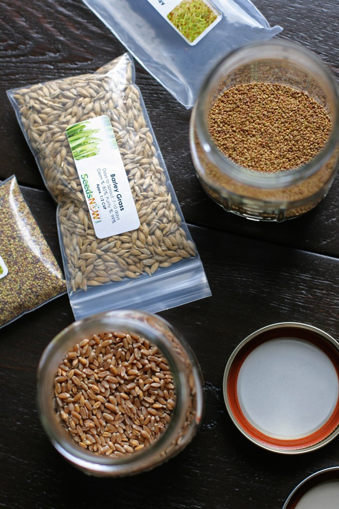 I'm on a constant mission to save money while raising the best eggs possible. Growing sprouts as treats for chickens is a great way for a cheap, healthy snack.