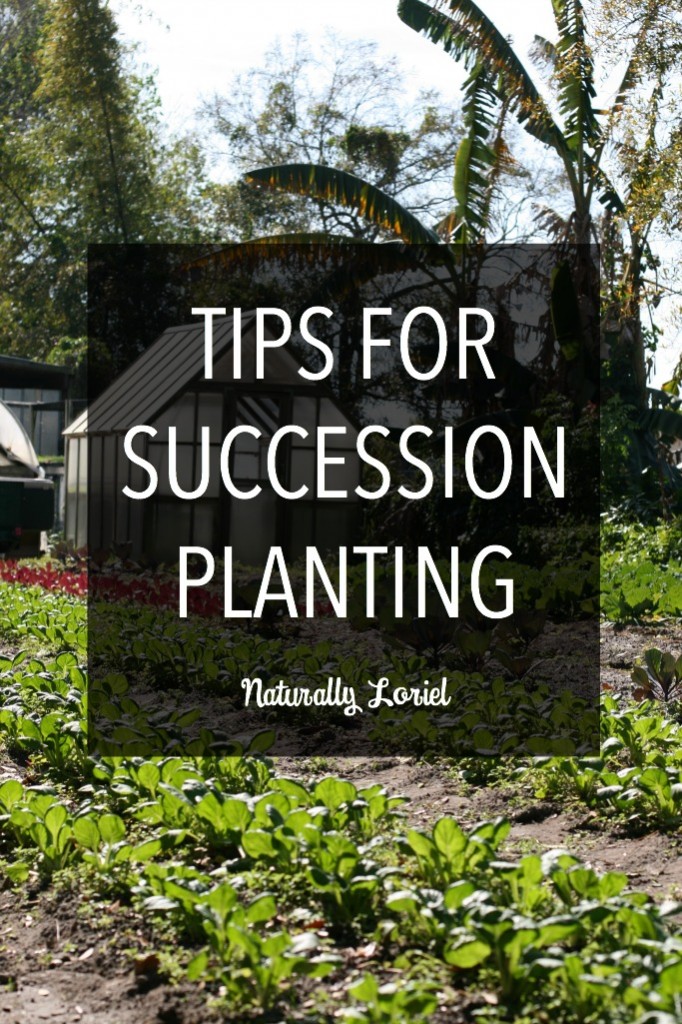 Succession planting is a great way take advantage of your garden space and to ensure the largest produce yields possible. Learn more about it here.