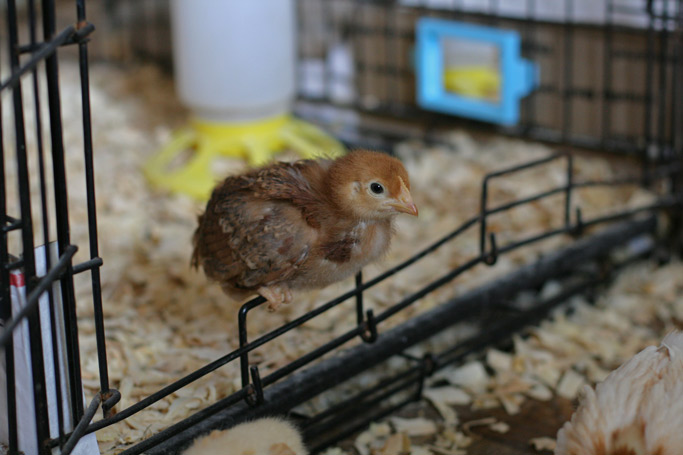 Lessons Learned: Brooder Boxes for Chicks