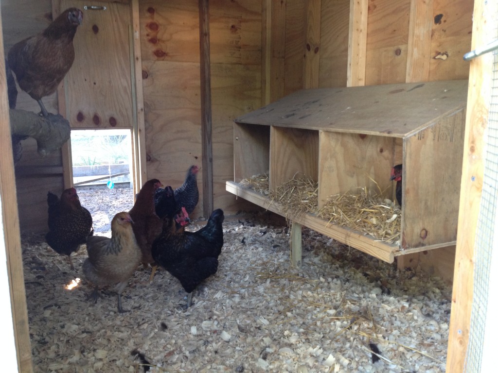 Mother Nature and Chickens have an awesome trick up their sleeve to keep eggs fresh. This trick is why I don't refrigerate my backyard eggs. Find out more!