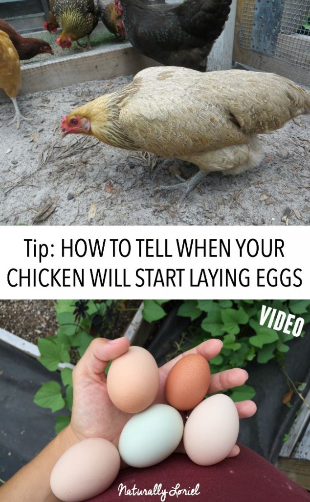 Waiting for that first egg is a painstaking process. In this post I shared a quick video on how to tell when your chicken will start laying eggs.