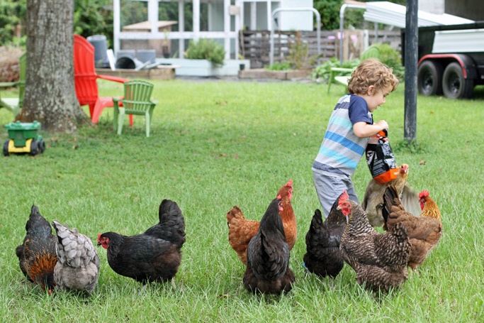 Why I Love Having a Mixed Flock of Chickens