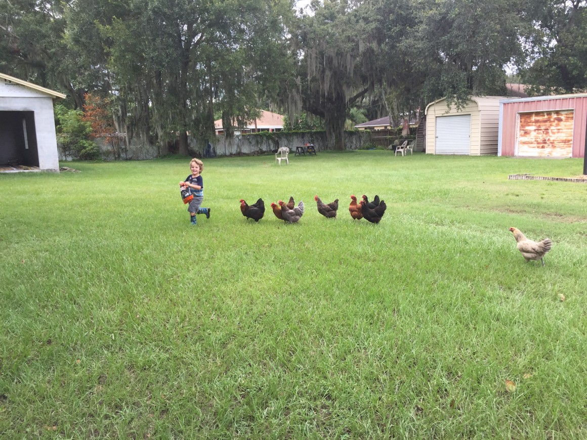 Backyard Chickens: Free Range vs. Enclosed Run