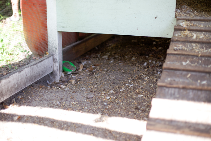 Our Chicken Massacre + Takeaway Tips for Critter-Proofing Your Chicken Coop