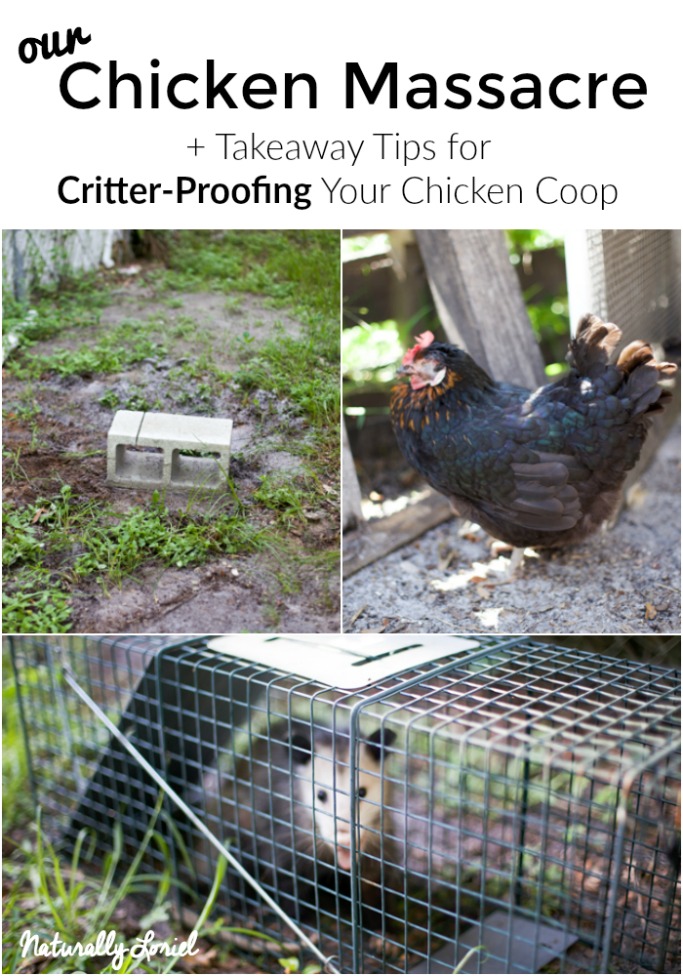 The day our chickens were massacred and what we learned about critter-proofing your chicken coop